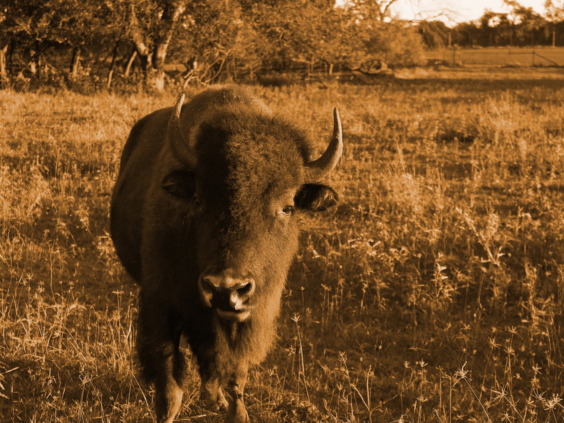 Download Animal American Bison HD Wallpaper by Zachary
