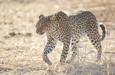 savanna Animal leopard HD Desktop Wallpaper | Background Image