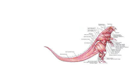 HD desktop wallpaper featuring a detailed anatomical illustration of Godzilla, tagged with movie and Godzilla.