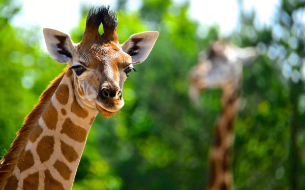Animal giraffe HD Desktop Wallpaper | Background Image