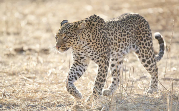 savanna Animal leopard HD Desktop Wallpaper | Background Image