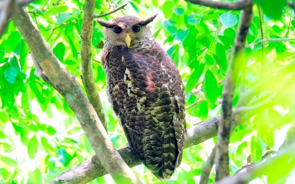 Animal Owl Birds Owls Tree HD Wallpaper | Background Image
