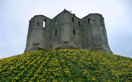 man made warkworth castle HD Desktop Wallpaper | Background Image