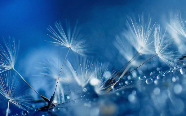 HD desktop wallpaper featuring a close-up of delicate dandelion seeds covered in dewdrops against a soft blue background, highlighting the beauty of nature.