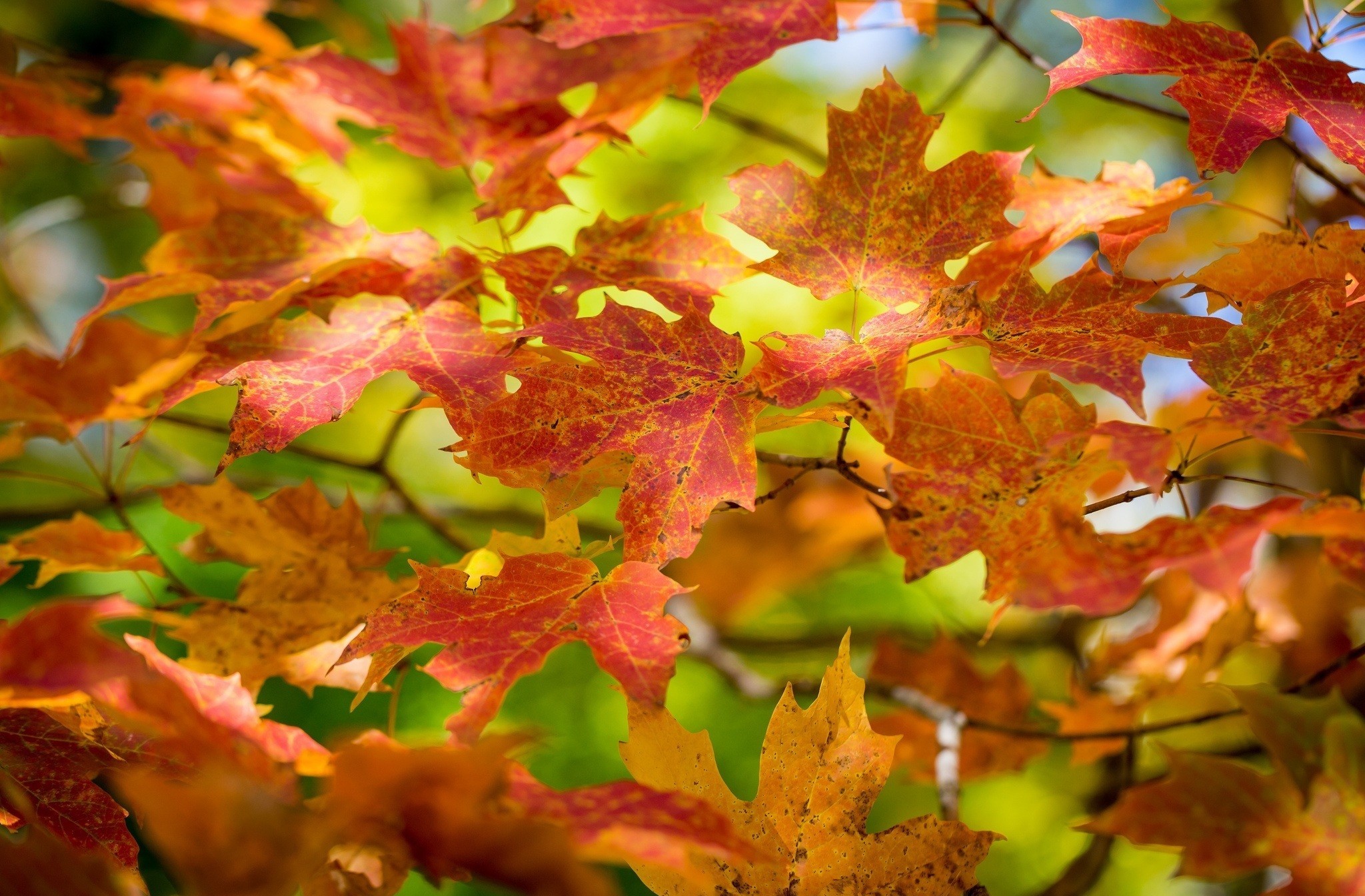 Download Red Sunlight Nature Leaf HD Wallpaper