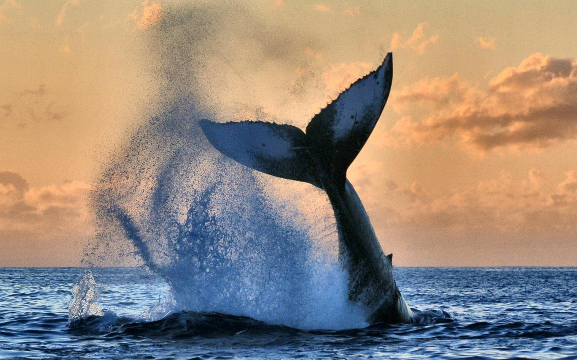 Download Animal Whale HD Wallpaper by Susan Metz