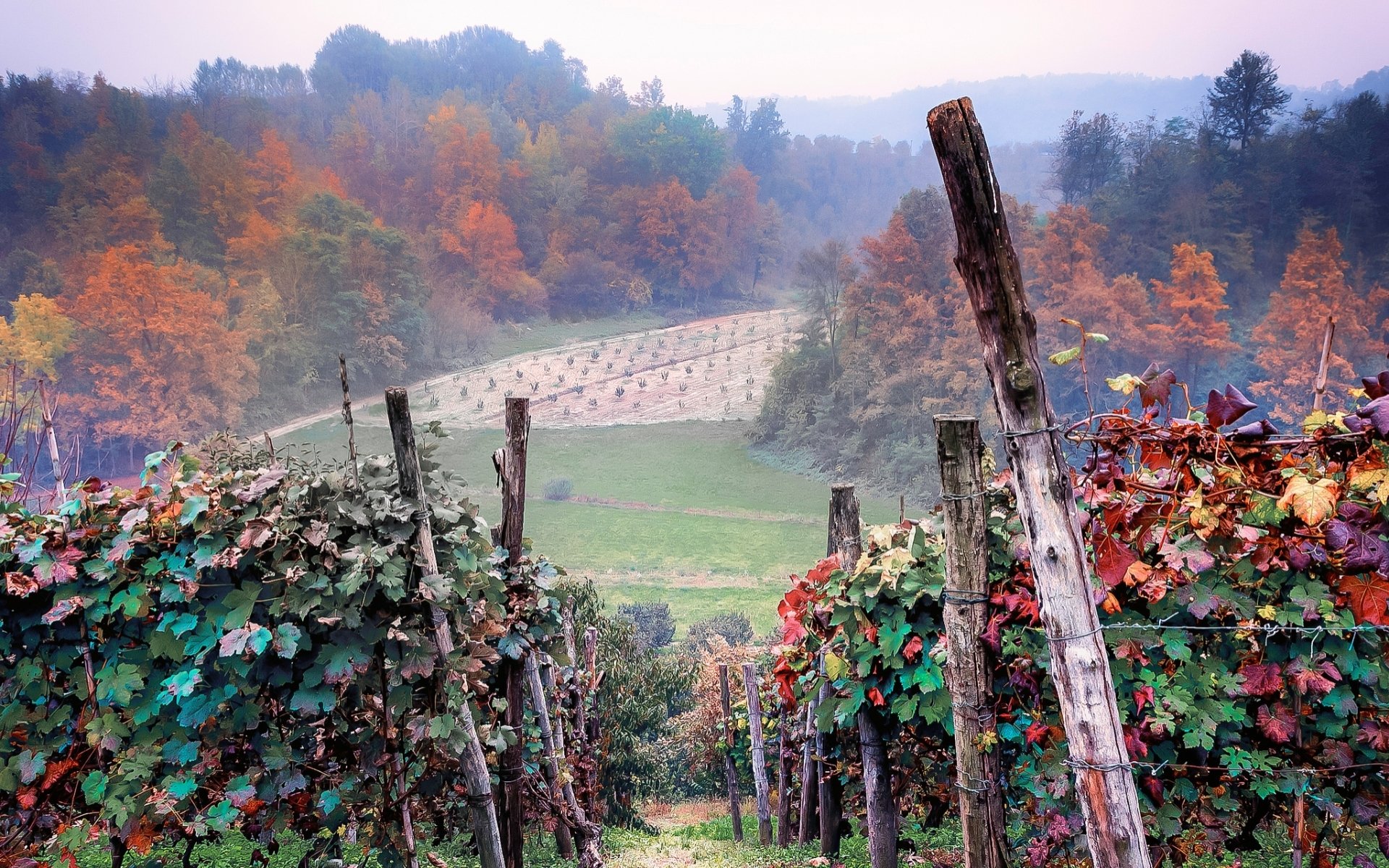 Download Man Made Vineyard HD Wallpaper