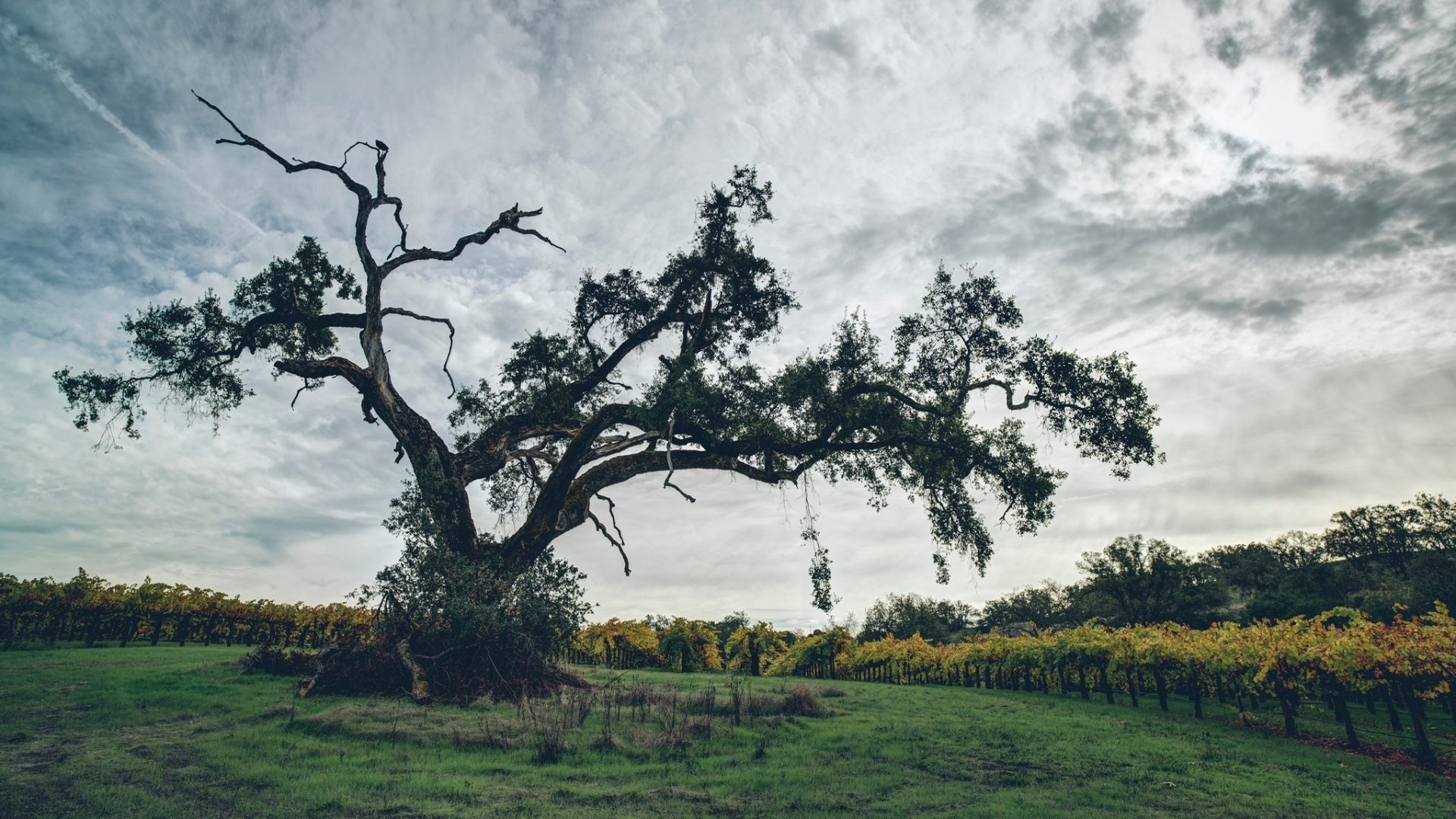 Download Man Made Vineyard HD Wallpaper