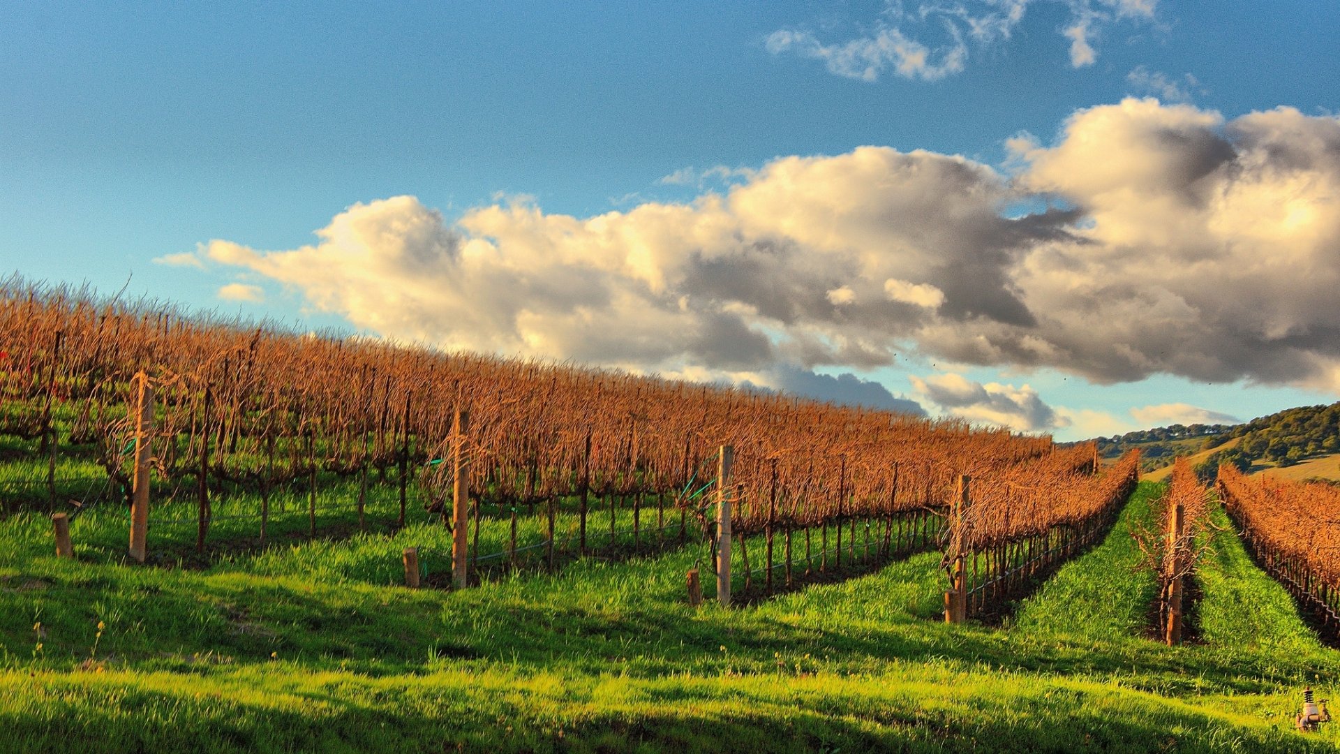 Download Man Made Vineyard HD Wallpaper