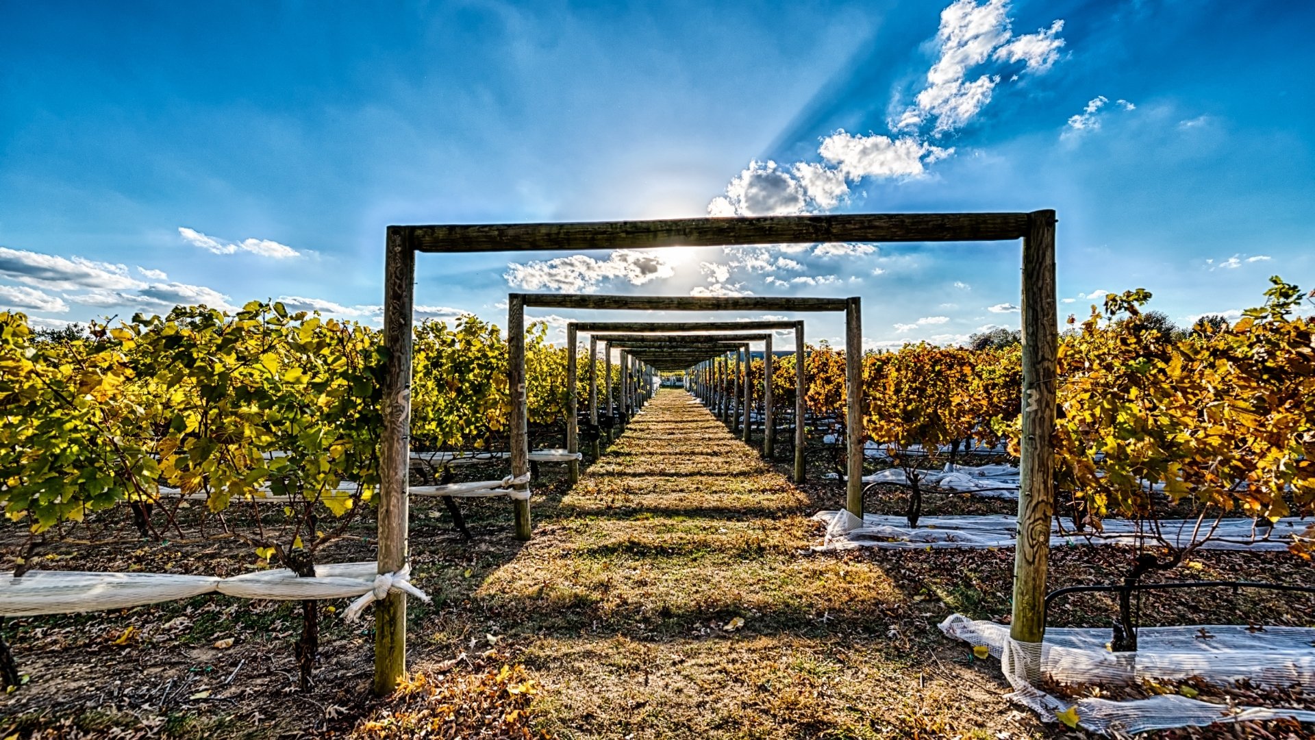 Vineyard HD Wallpaper | Background Image | 1920x1080