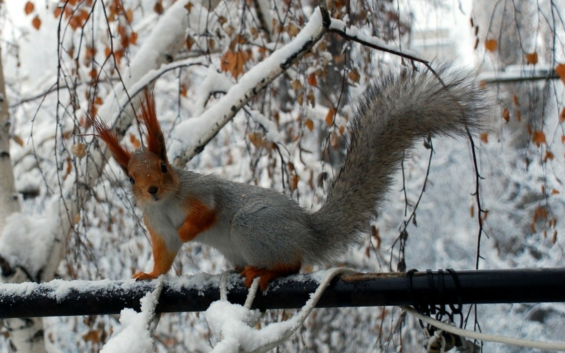 Download Life Winter Funny Animal Squirrel HD Wallpaper
