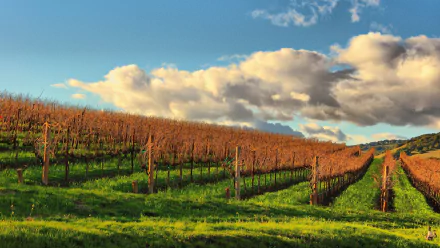 man made vineyard HD Desktop Wallpaper | Background Image