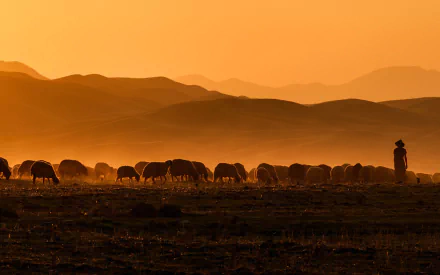 Animal sheep HD Desktop Wallpaper | Background Image
