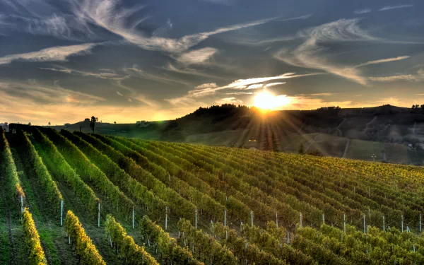 man made vineyard HD Desktop Wallpaper | Background Image