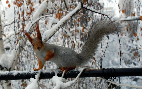 life winter funny Animal squirrel HD Desktop Wallpaper | Background Image