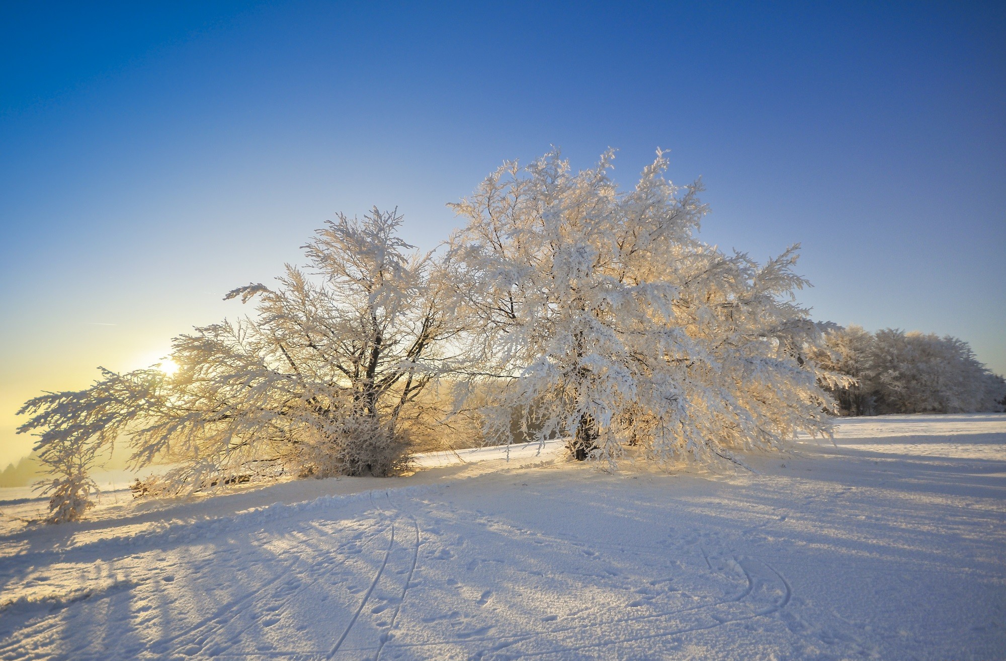 Download Tree Nature Winter HD Wallpaper