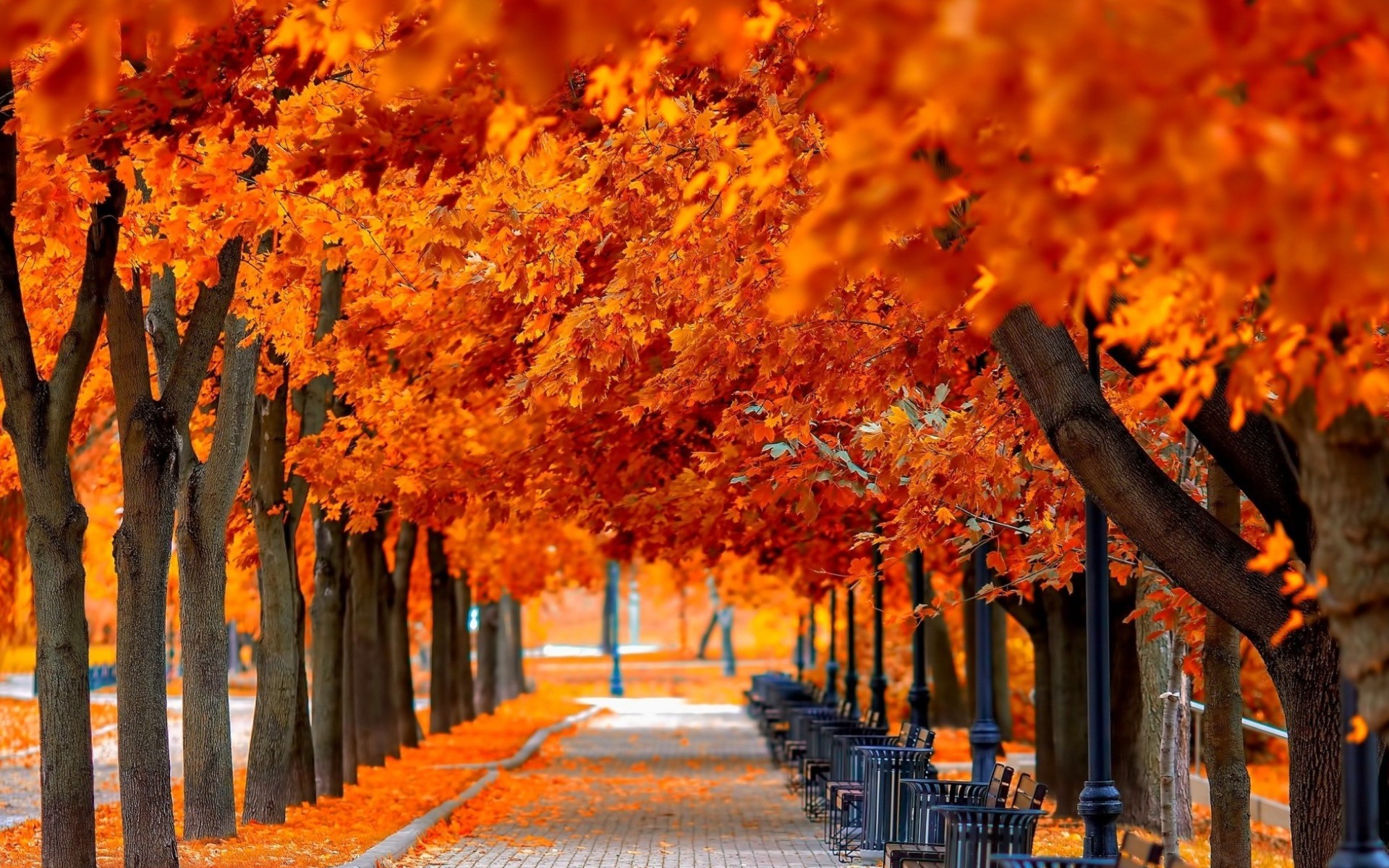 Orange Leaves HD Wallpaper | Background Image | 1920x1200