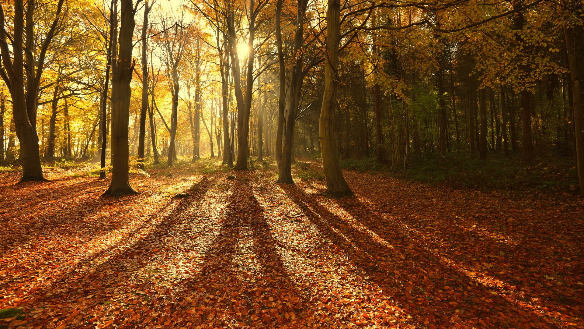 Download Nature Forest HD Wallpaper