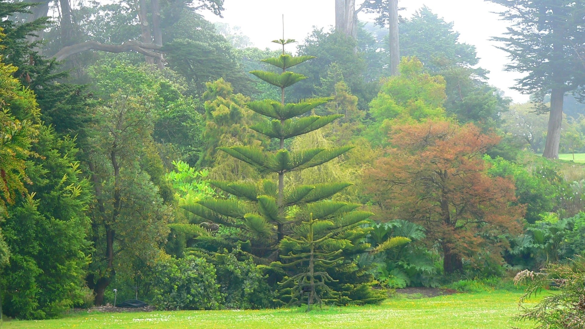 Download Man Made Golden Gate Park HD Wallpaper