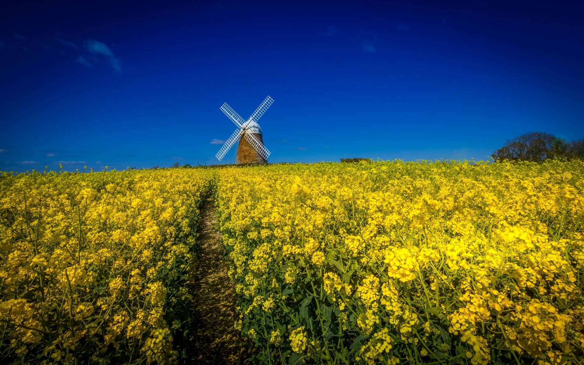 HD desktop wallpaper featuring a man-made windmill standing amid a vast field of yellow flowers under a clear, vibrant blue sky.