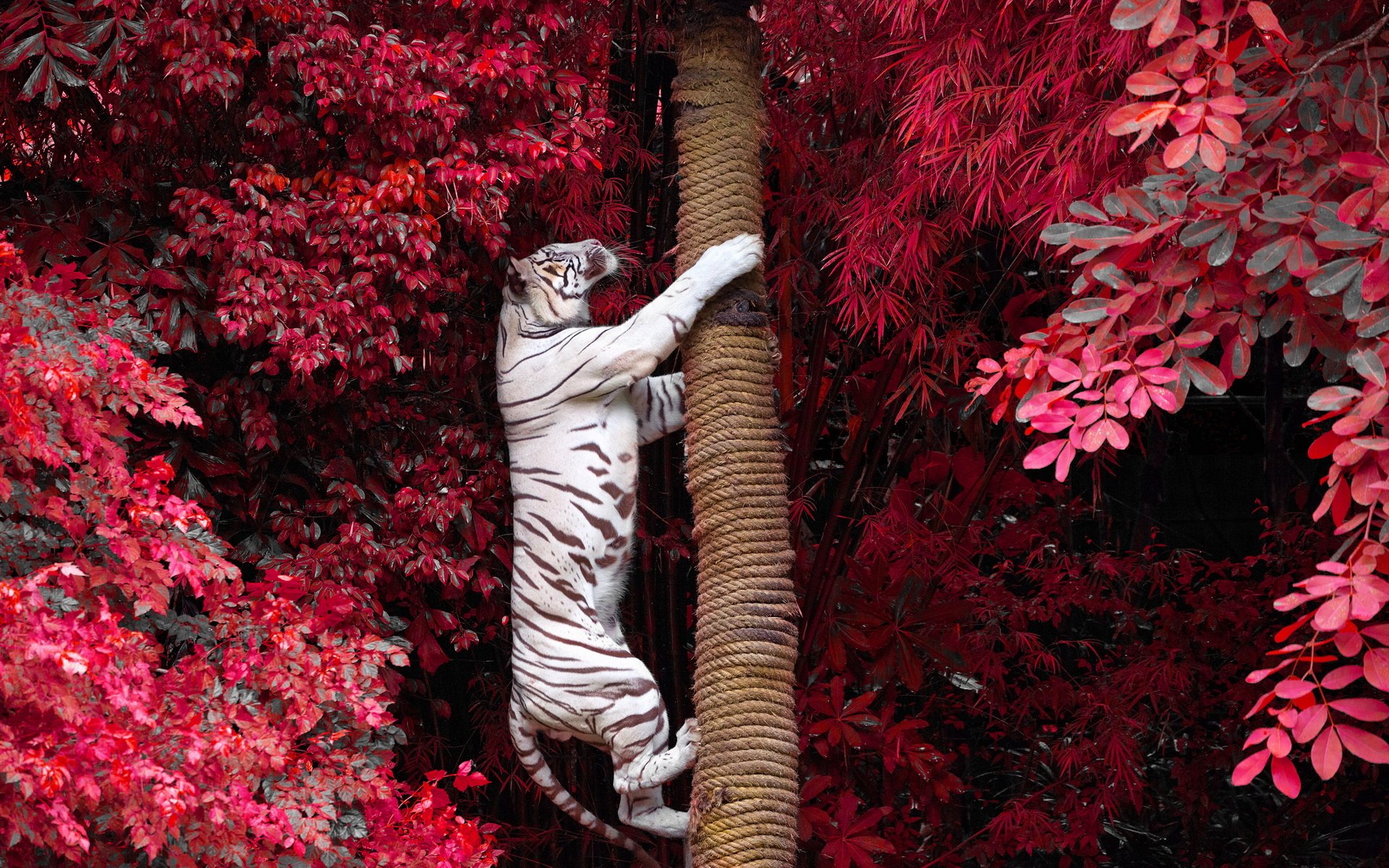 232 White Tiger HD Wallpapers Backgrounds Wallpaper Abyss