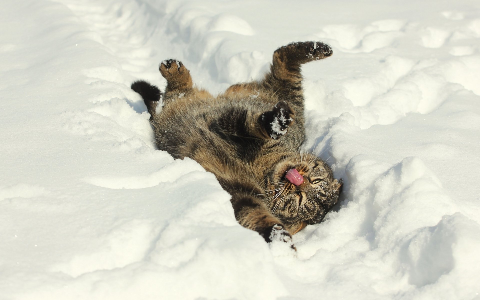 A playful kitten rolls in the snow, enjoying its surroundings. This lively scene captures the essence of a joyful cat and makes for a charming HD desktop wallpaper.