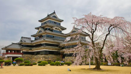 HD PC desktop wallpaper background: man-made Matsumoto Castle, its black-tiered keep beside a blooming cherry tree under a soft cloudy sky.