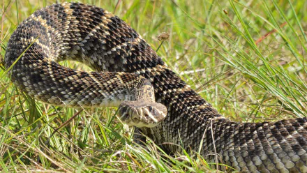 Animal eastern diamondback rattlesnake HD Desktop Wallpaper | Background Image