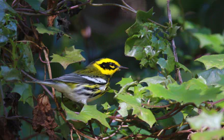 HD PC desktop wallpaper background featuring a yellow-and-black warbler (animal) perched amid green ivy leaves, a detailed close-up of the small songbird in soft dappled light.
