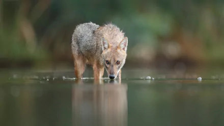 HD PC desktop wallpaper: a jackal wading in shallow water, nose near the surface, reflected against a soft green-brown background.