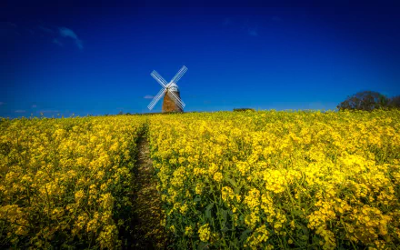 HD desktop wallpaper featuring a man-made windmill standing amid a vast field of yellow flowers under a clear, vibrant blue sky.