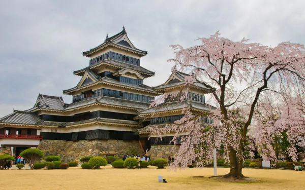 HD PC desktop wallpaper background: man-made Matsumoto Castle, its black-tiered keep beside a blooming cherry tree under a soft cloudy sky.