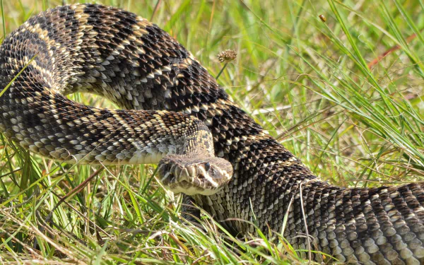 Eastern diamondback rattlesnake coiled in grass, close-up of patterned scales and rattle — 2K Quad HD PC desktop wallpaper/background.