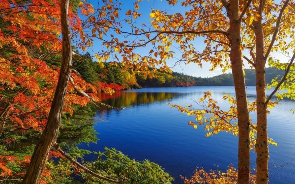 Earth Fall Tree Lake HD Wallpaper | Background Image