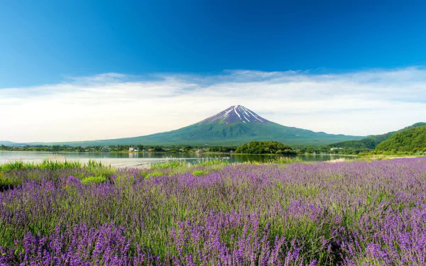 HD desktop wallpaper featuring Mount Fuji, Japan's iconic volcano, with a vibrant lavender field and clear blue sky in the background showcasing stunning natural beauty.