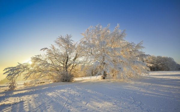Nature Winter Tree HD Wallpaper | Background Image
