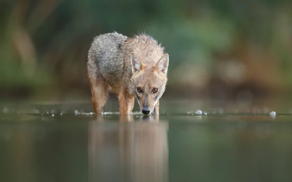 Animal Jackal HD Desktop Wallpaper | Background Image