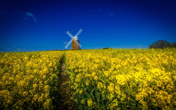HD desktop wallpaper featuring a man-made windmill standing amid a vast field of yellow flowers under a clear, vibrant blue sky.
