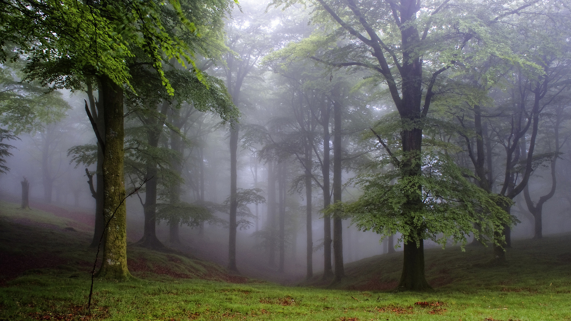 foggy leafed tranquility niebla bosque pulpit fondo enchantment krajobraz zapirain rozdzielczość allwallpaper podgląd wallpaperbetter