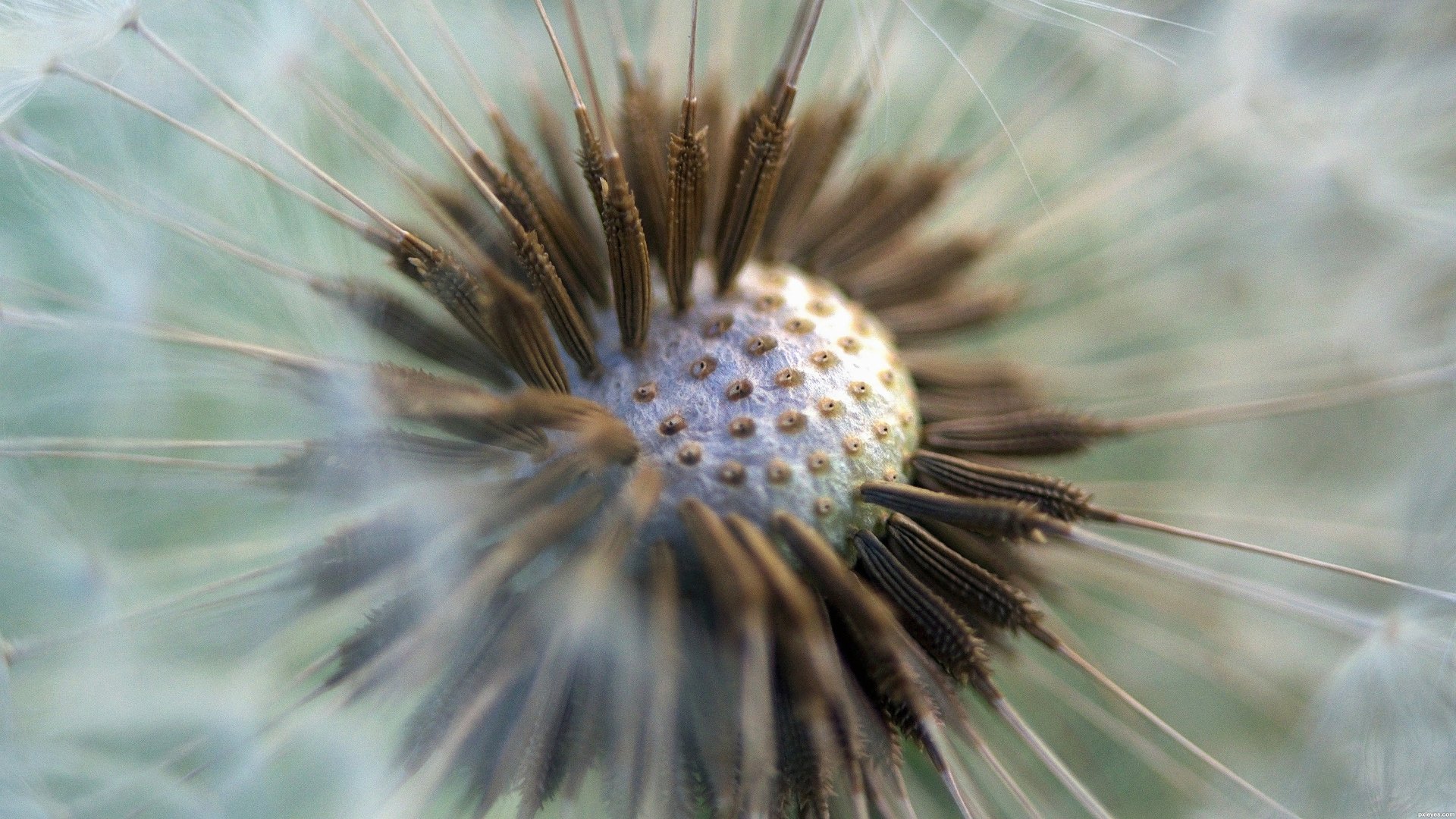 Diente De León 4k Ultra Fondo de pantalla HD | Fondo de Escritorio