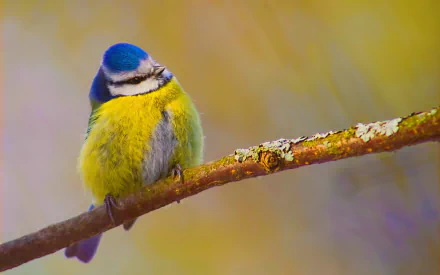  Eurasian Blue Tit (cyanistes caeruleus)