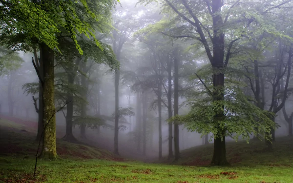 A serene forest blanketed in fog, featuring lush green trees and a tranquil atmosphere, serves as an enchanting HD wallpaper and background for nature lovers.