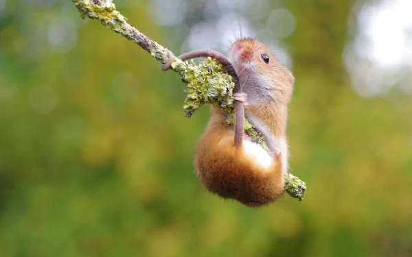 Animal rat HD Desktop Wallpaper | Background Image