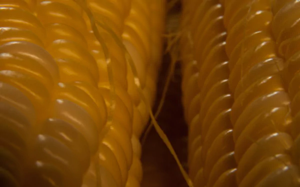 food corn HD Desktop Wallpaper | Background Image