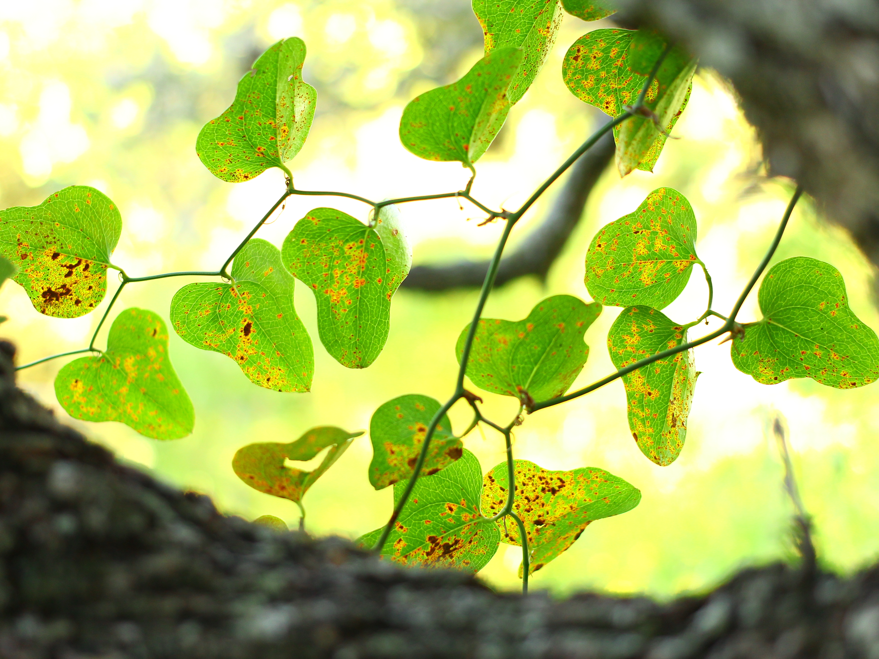 Nature Vines HD Wallpaper by Zachary