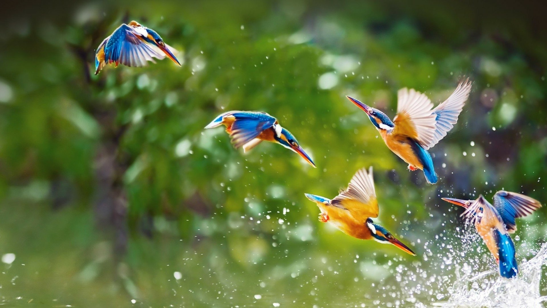 Animal Kingfisher HD Wallpaper