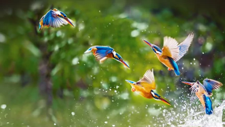 A stunning HD wallpaper featuring a kingfisher in steep dive, showcasing its vibrant colors and dynamic flight against a blurred green background.