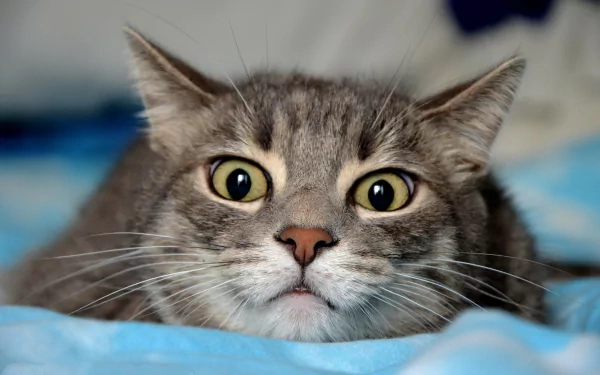 Close-up of a grey cat's intense gaze, showcasing its striking eyes in sharp focus, captured as an HD PC desktop wallpaper and background.