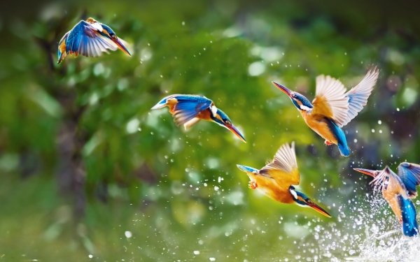 Animal Kingfisher Birds Kingfishers Flight Steep Dive Bird HD Wallpaper | Background Image