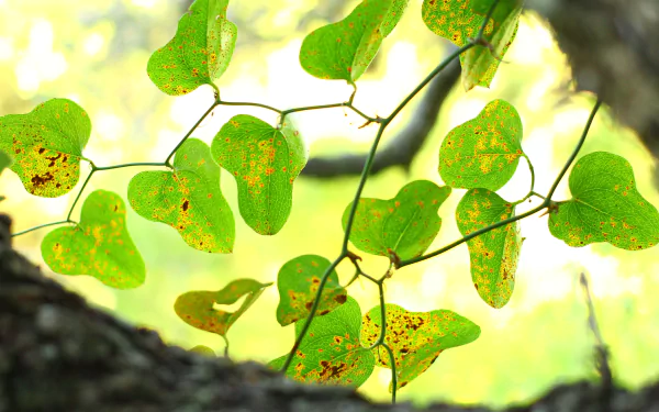 nature vine HD Desktop Wallpaper | Background Image